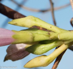 Ipomoea sagittifolia