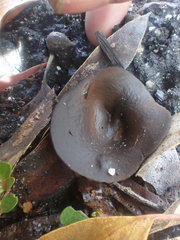 Plicaria endocarpoides