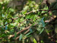 Acrotriche divaricata