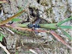 Vanderwulpia sequens