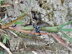 Vanderwulpia sequens