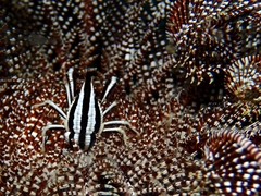 Allogalathea elegans