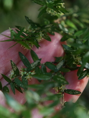 Acrotriche divaricata