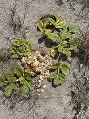 Glehnia littoralis leiocarpa