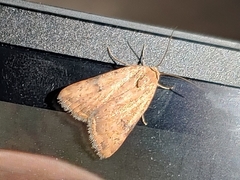 Micrathetis triplex