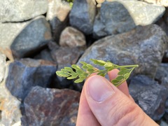 Cryptogramma cascadensis image