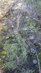 Tricholoma terreum image