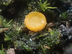 Octospora maireana