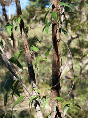 Smilax glyciphylla
