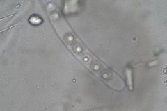 Octospora maireana