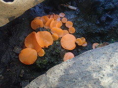 Pulvinula archeri