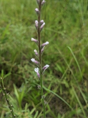 Verbena carnea