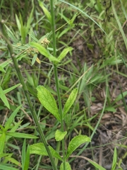 Verbena carnea