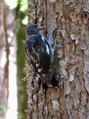 Sphyrapicus ruber