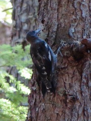 Sphyrapicus ruber