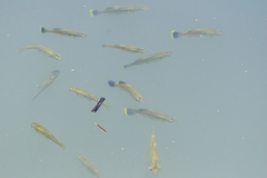 Xenotoca variata
