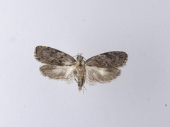 Phaeosaces compsotypa