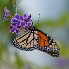 Danaus plexippus