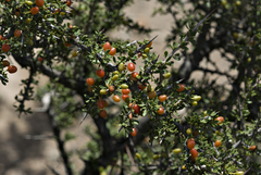 Condalia microphylla