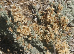 Cuscuta salina