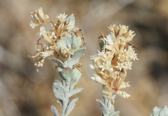 Cuscuta salina