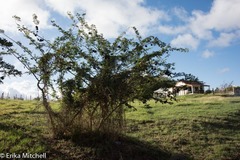 Dichrostachys cinerea