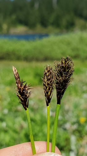 Carex nigricans C.A.Mey.