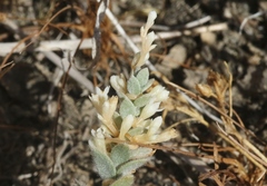 Cuscuta salina