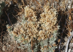 Cuscuta salina