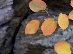 Amelanchier cusickii