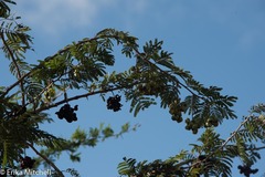 Dichrostachys cinerea