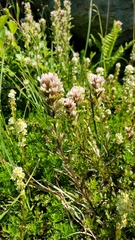 Castilleja parviflora albida