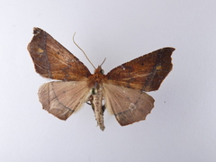 Ischalis nelsonaria
