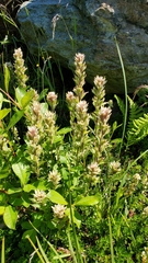 Castilleja parviflora albida