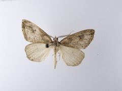 Pseudocoremia rudisata