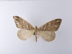 Chalastra aristarcha