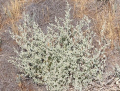 Atriplex argentea