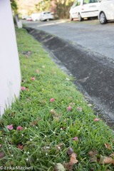 Cyperus sesquiflorus sesquiflorus