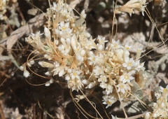 Cuscuta salina
