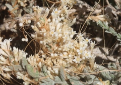 Cuscuta salina