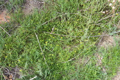 Tropidocarpum gracile