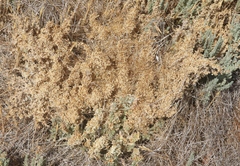 Cuscuta salina