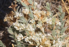 Cuscuta salina