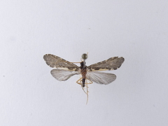 Polyplectropus