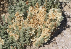 Cuscuta salina
