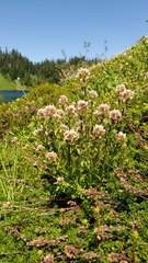 Castilleja parviflora albida