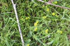 Tropidocarpum gracile