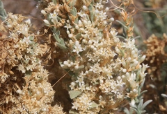 Cuscuta salina