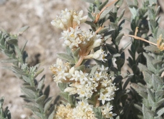 Cuscuta salina