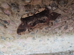 Ruttellerona pseudocessaria